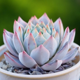 🧚🏻Echeveria  ‘Blue Bird’🧚🏻 (50เมล็ด+ชุดเพาะ) .-159฿