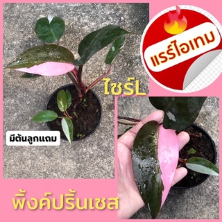 พิ้งค์ปริ้นเซส ไซร์ใหญ่L(ส่งต้นในภาพจริง)