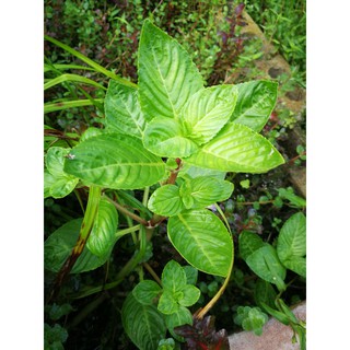 Limnophilla Rugosa ใบบก 1 กิ่ง 15 บาท ต้นไม้น้ำ ต้นไม้ปลูกในตู้ปลา ไม้น้ำในตู้ปลา