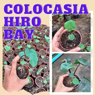 1 ต้น โคโลคาเซีย ฮิโระเบย์ Colocasia Hilo bay ปลูกได้ทั้งแบบบนดินและในน้ำ💦 จัดส่งแบบคละต้น สินค้าพร้อมส่ง