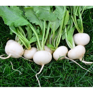 100 เมล็ด เมล็ดหัวไซเท้า  Japanese White Mini Radish seeds