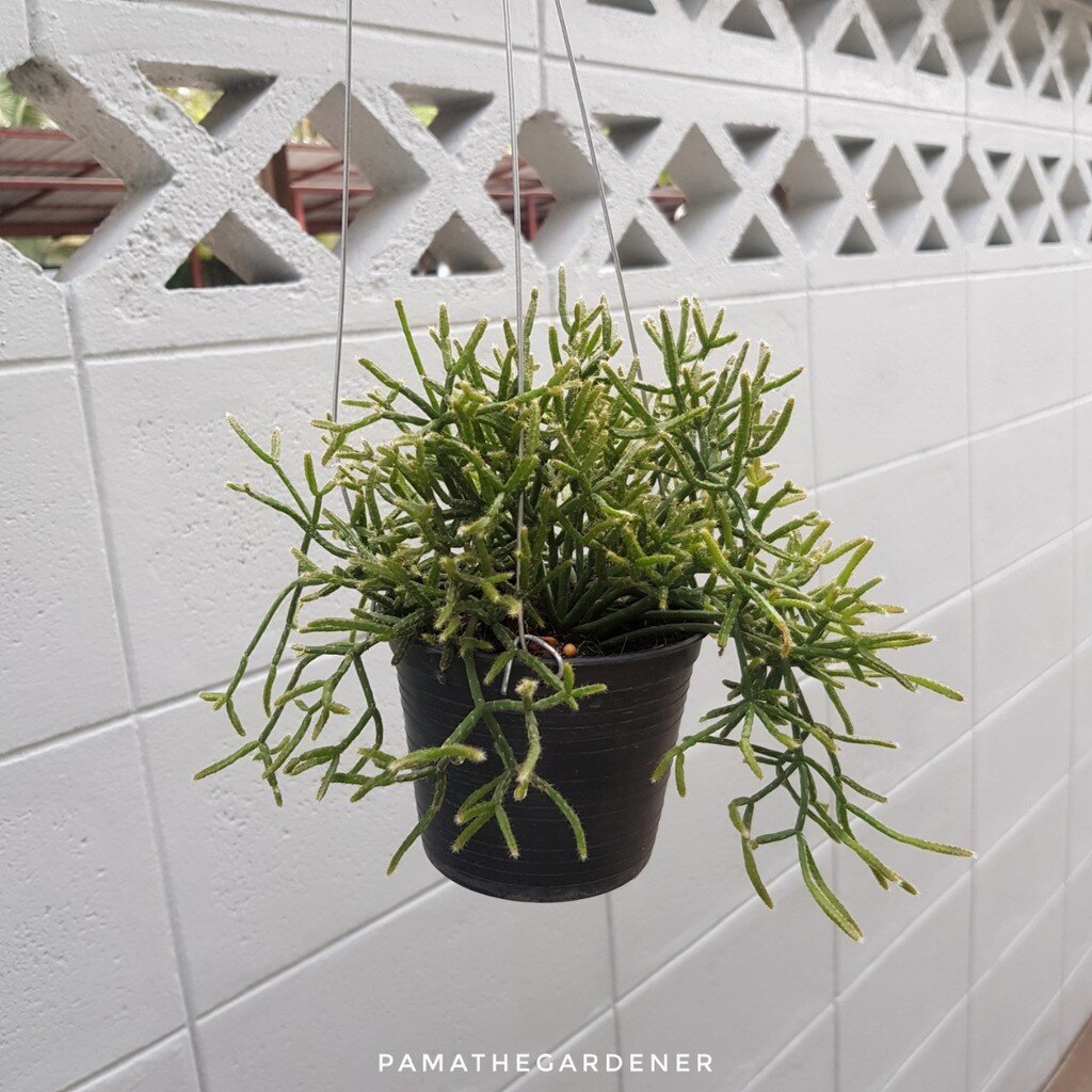 ริพซาลิสปะการัง กระถาง 4 นิ้ว