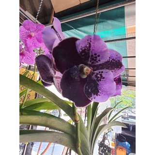 Wow Vanda กล้วยไม้แวนด้า สีม่วงทูโทน ออกดอกทั้งปี