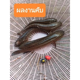 บอดี้กบยาง 3.2ซม.บอดี้อะไหล่ เหยื่อปลอม มีร่องเก็บคมเบ็ด กันสวะ ใส่ตัวเบ็ด เบอร์#1
