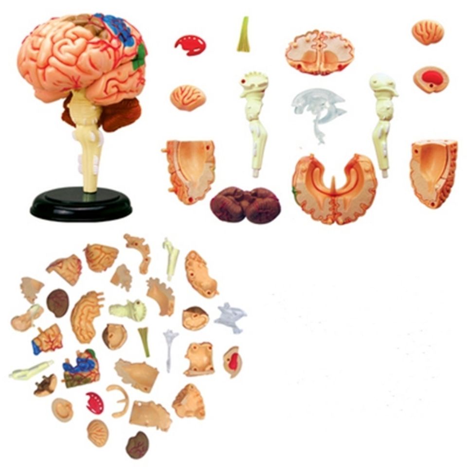 โมเดลหุ่นอนาโตมี่ 4D MASTEREducational Assembled Toys Human Brain Organ Anatomy Model Medical TeachingDIYPopular Science