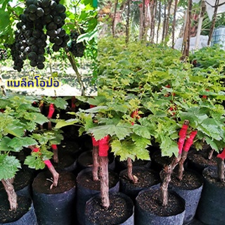 ต้นองุ่นพันธุ์แบล็คโอปอ ลูกดำกลมไร้เมล็ด หวานกรอบ​ ปลูกง่ายใ…