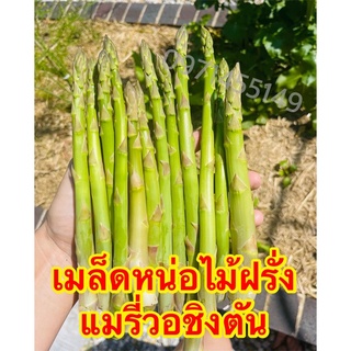 เมล็ดพันธุ์ หน่อไม้ฝรั่ง เมรี่วอชิงตัเมล็ด Mary Washington Asparagus Seed เมล็ดพันธุ์แท้นำเข้าจากต่างประเทศ ปลูกผัก