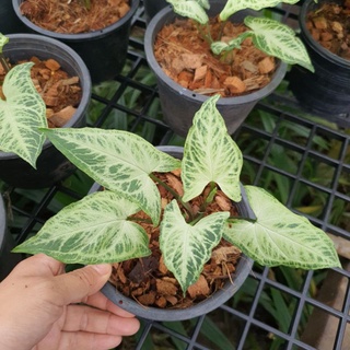 ออมกนกไทย มาในกระถางพร้อมตั้ง syngonium batik