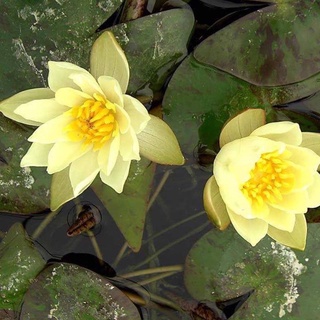 100 เมล็ด เมล็ดบัว สีเหลือง นำเข้า บัวนอก สายพันธุ์เมล็ดบัว Waterlily Nymphaea Seeds