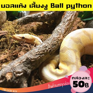 มอสแห้ง มอสเลี้ยงงู Python regius มอสเลี้ยง งูไพธอน Ball python Vivarium Exotic pet