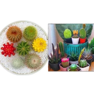 ชุดแหนบสแตนเลส 6 ชิ้น คีมคีบแหนบรุ่น DIY แหนบอิเล็กทรอนิกแหนบ แหนบคีบ ที่คีบเมล็ดพืช อุปกรณ์อิเล็กทรอนิกส์ขนาดเล็ก