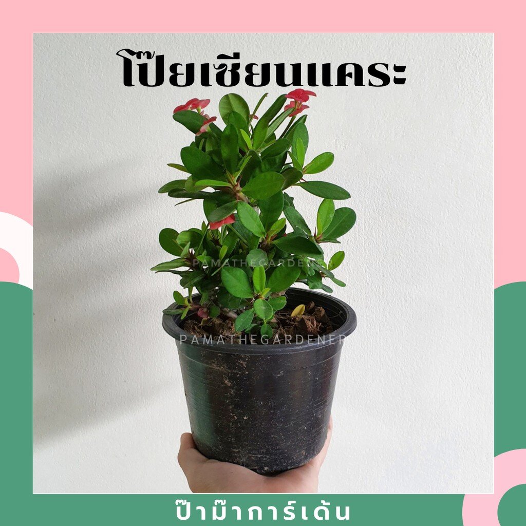 มุมมอง 2