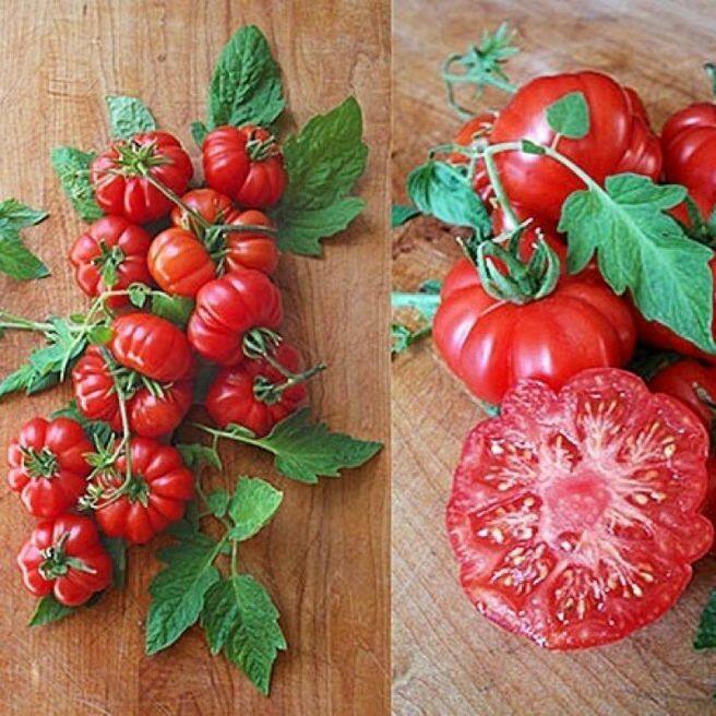 เมล็ด มะเขือเทศ คอสโตลูโต (Costoluto Genovese Tomato Seed) บรรจุ 5 เมล็ด คุณภาพดี ของแท้ 100%