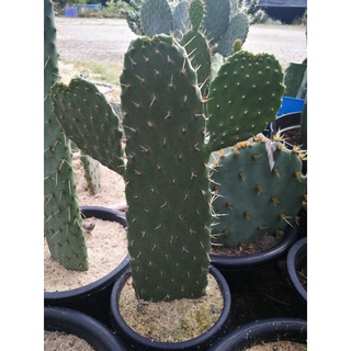 opuntia consolea Falcata ฟอร์มสวย (ตัดสด)