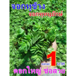 ดอกจอกหูช้าง จอกใหญ่ยักษ์ สำหรับประดับบ่อและขยายพันธุ์ได้