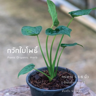 Pana.- เศรษฐีใบโพธิ์ กระถาง 6 นิ้ว ไม้มงคล ไม้ฟอกอากาศ ไม้ในร่ม ไม้ในบ้าน - พนา ออร์แกนิค เฮิร์บ