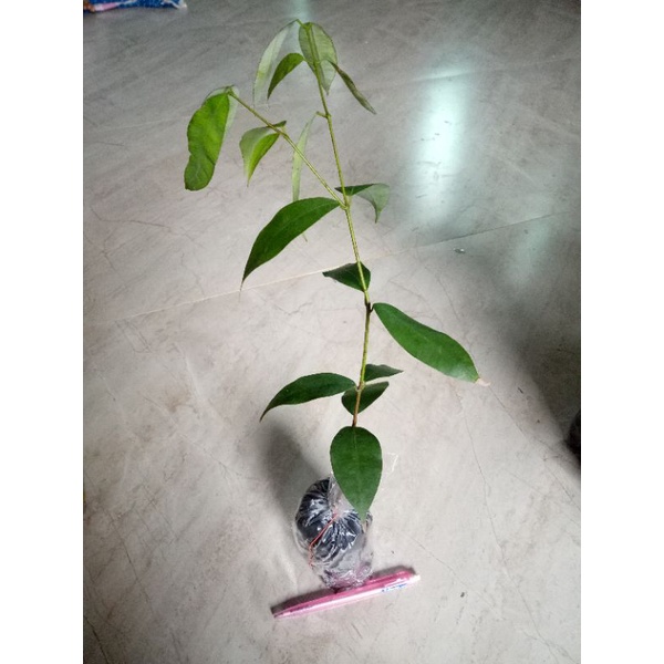 ต้นบุนนาค,นาคบุด20-30เซนติเมตร(ชุด5ต้น200บาท)แถมฟรี1ต้น – โปรปัง