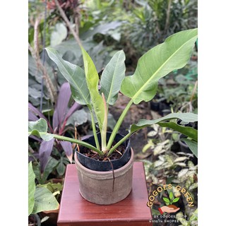 Philodendron Wendlandii ต้นฟิโลเดนดรอน ฟิโล เลี้ยงง่ายเหมาะสำหรับมือใหม่และนักสะสม ไม้ฟอกอากาศตัวยง น่าสะสม พร้อมส่ง