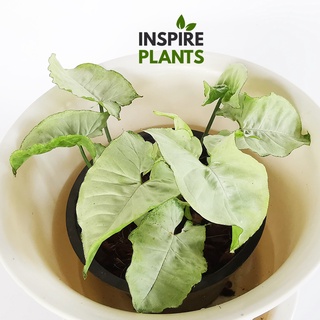 INSPIRE PLANTS (NN) , Syngonium Gold Allusion /Bold Allusion / White Butterfly / Orm Nak Red