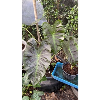 บอนโคโลคาเซีย= อโลฮ่า [Colocasia esculenta Aloha]