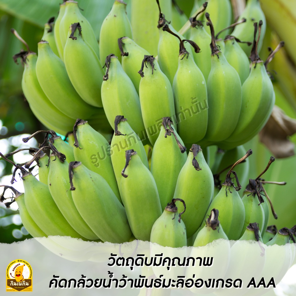 กินเพลิน✨รวม กล้วยตากม้วน กล้วยตากแผ่นม้วน กล้วยตากธรรมชาติ - รูปที่ 6