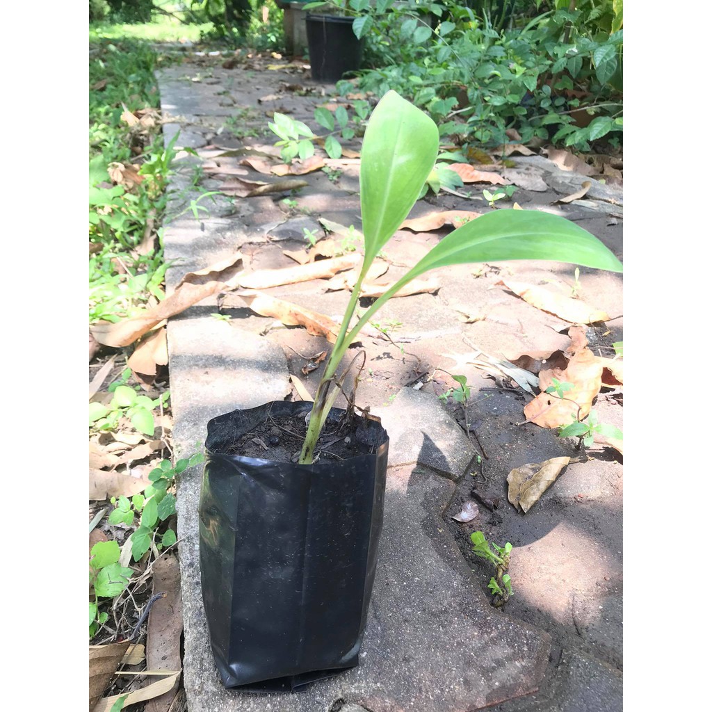 กล้วยน้ำว้าปากช่อง 50 เพาะเลี้ยงเนื้อเยื่อ ปลอดหนอนกอ