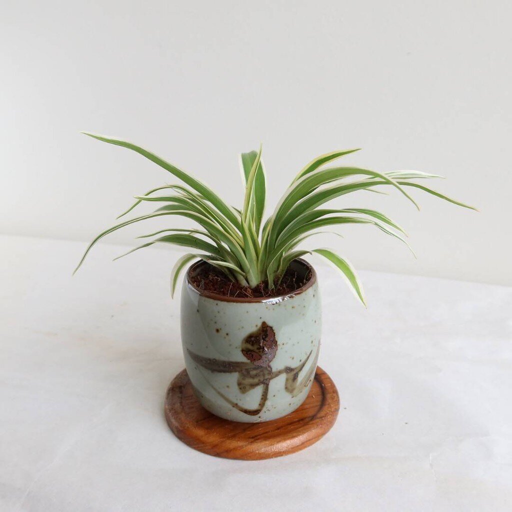 มุมมอง 8