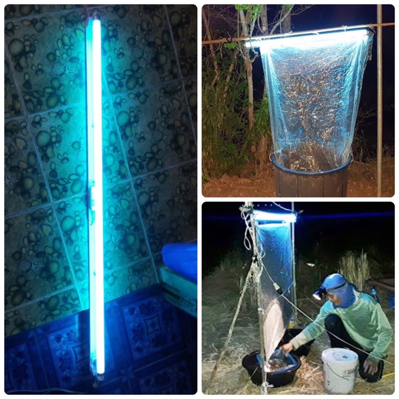 หลอดไฟล่อแมลงสีฟ้าน้ำทะเล หลอดแบล็คไลท์ สีน้ำทะเล T8 หลอดยาว ราคา ถูกที่สุด ดีลบีเคเค แกลเลอรีภาพที่ 4