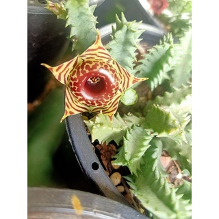 เก๋งจีน (Orbea Commutata)