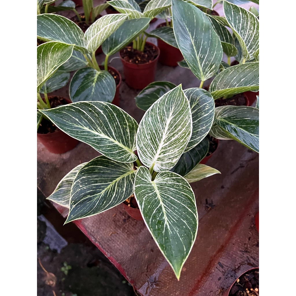 มุมมอง 2