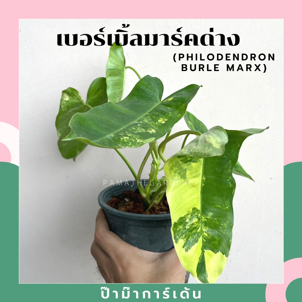 มุมมอง 5