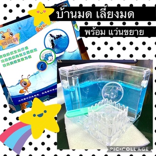 บ้านมด พร้อมส่ง เลี้ยงมด พร้อมอุปกรณ์