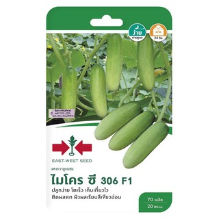 แตงกวา F1 ไมโครซี 306 ศรแดง CUCUMBER SEED EAST-WEST SEED MICRO C 306 F1