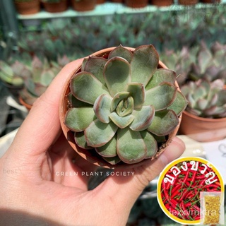 GPS Green Plant Society live succulent Echeveria Orion กลุ่มดาวนายพราน头饰/内裤/向日葵/上衣/花园/芹菜/手链/木瓜/母婴/苹果/ 3HIT