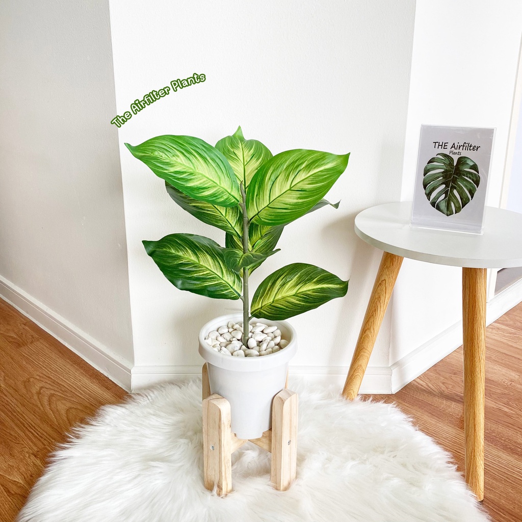 ต้นไม้ปลอม(ฟรี!!หินโรย) ต้นมงคลเศรษฐีสูง35-45ซม. ตั้งหน้าทีวี ตั้งโต๊ะและหัวเตียง ต้นไม้มงคล พร้อมกระถางและหินสีขาว - รูปที่ 3