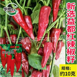 🌶️🌶️เมล็ดพริกแดงเกาหลี พริกเกาหลี  ถุงประมาณ 10 กรัม🌶️🌶️