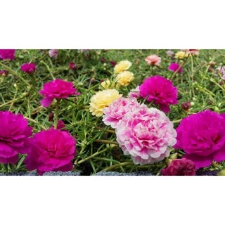 500 เมล็ด เมล็ดพันธุ์ แพรเซี่ยงไฮ้ คละสี คุณนายตื่นสาย (Rosemoss)
