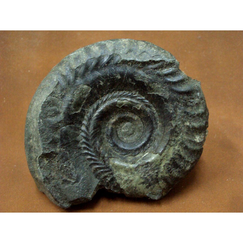 ฟอสซิล แอมโมไนต์ 65 ล้านปี Ammonite Fossil