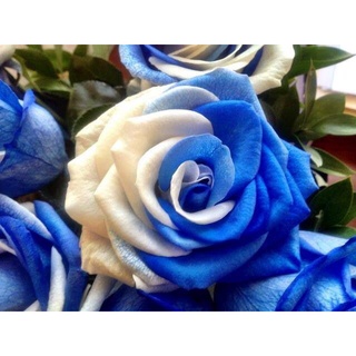 25 เมล็ด เมล็ดกุหลาบ สีน้ำเงิน ดอกใหญ่ กุหลาบ  Rose seeds