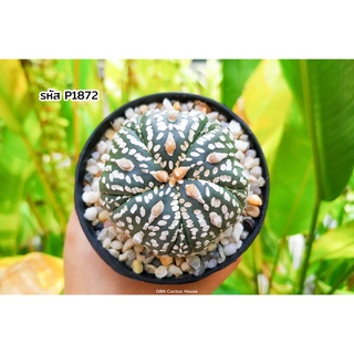 แคคตัส แอสโตรไฟตั้ม แอสทีเรียส ฟุคุเรียว 5พูแทรก (Astrophytum asterias fukuryu 5rips)