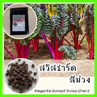 พร้อมส่ง ❗ รหัส 084 เมล็ดพันธุ์แท้ OP แท้  สวิสชาร์ตสีม่วง - Magenta Sunset Swiss Chard สวิสชาร์ด สวิสชาร์ต