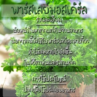 เมล็ดพันธุ์ พาร์สเลย์ มอสเคิร์ล 200 เมล็ด Moss Curled Parsley Seed เมล็ดพันธุ์แท้ นำเข้าจากต่างประเทศ ปลูกผัก สวนครัว