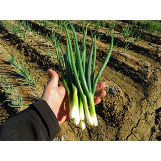 เมล็ด ต้นหอมญี่ปุ่น - Tokyo Long White Bunching Onion