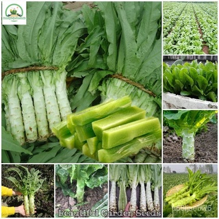 ถูก ใหม่ สายพันธุ์บอนสี เมล็ดพันธุ์ Asparagus Lettuce Seeds Stem Lettuce Seeds for Planting Vegetables (ผักออแกนิค เม D3