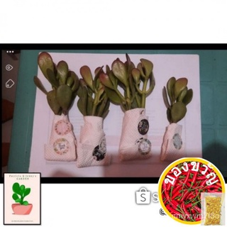 Jade Plant 6 Stalks  Php 99 no pot included帽子/手链/园艺/男装/上衣/内裤/向日葵/芹菜/母婴/头饰/ TZVP