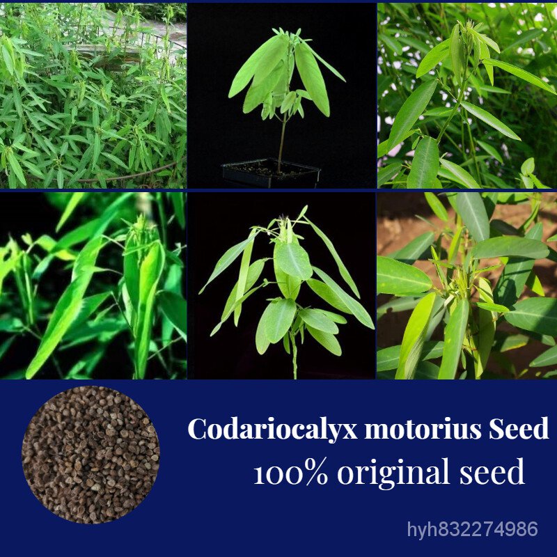 เมล็ดพืชคุณภาพสูง ☘️☘️☘️ของแท้100% Codariocalyx motorius Seed Hot Sale 50เมล็ด/ห่อ บอนสีแปลกๆ บอนชายชล ต้นไม้มงคลสวยๆ ต้