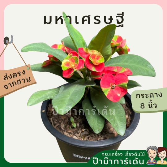 มุมมอง 4