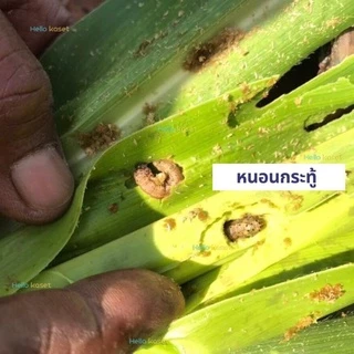 สารกำจัดหนอน ไทโค ขนาด1 กิโลกรัม หนอนหนังเหนียว หนอนกระทู้ หนอนดื้อทุกชนิด ทำให้พืชเขียว