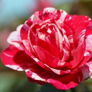 เมล็ดพันธุ์ กุหลาบ สตาร์แอนด์สไตร้พส์ Tiger Striped Rose Seeds สี แดง-ชมพู ดอกใหญ่ นำเข้าจากต่างประเทศ 30 เมล็ด