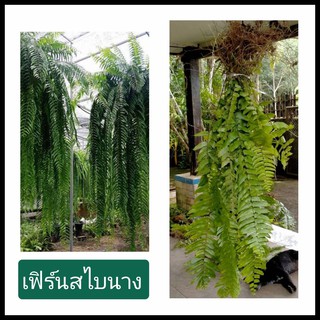 เฟิร์นสไบนางก้านแข็ง 1มัดยาว60-90cm ( รับประกันความสด) เฟิร์น เฟิร์นสไบนาง